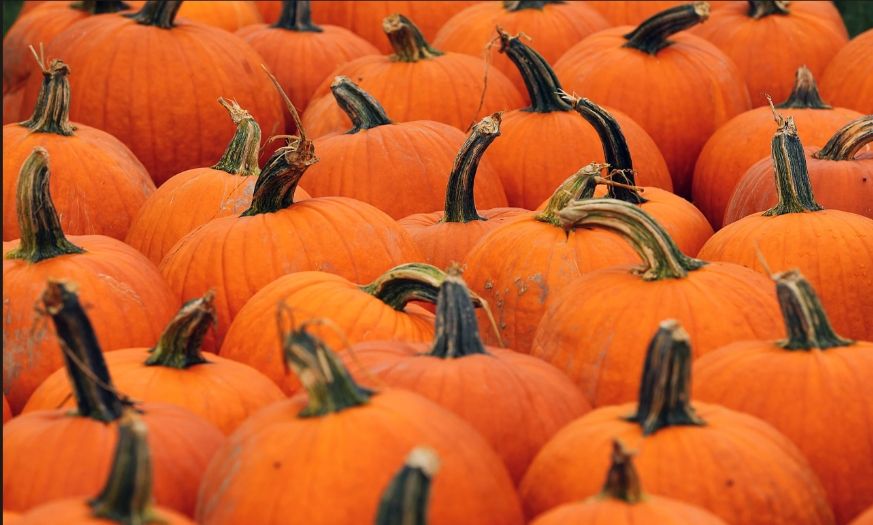 Pumpkin Patch Event 2026